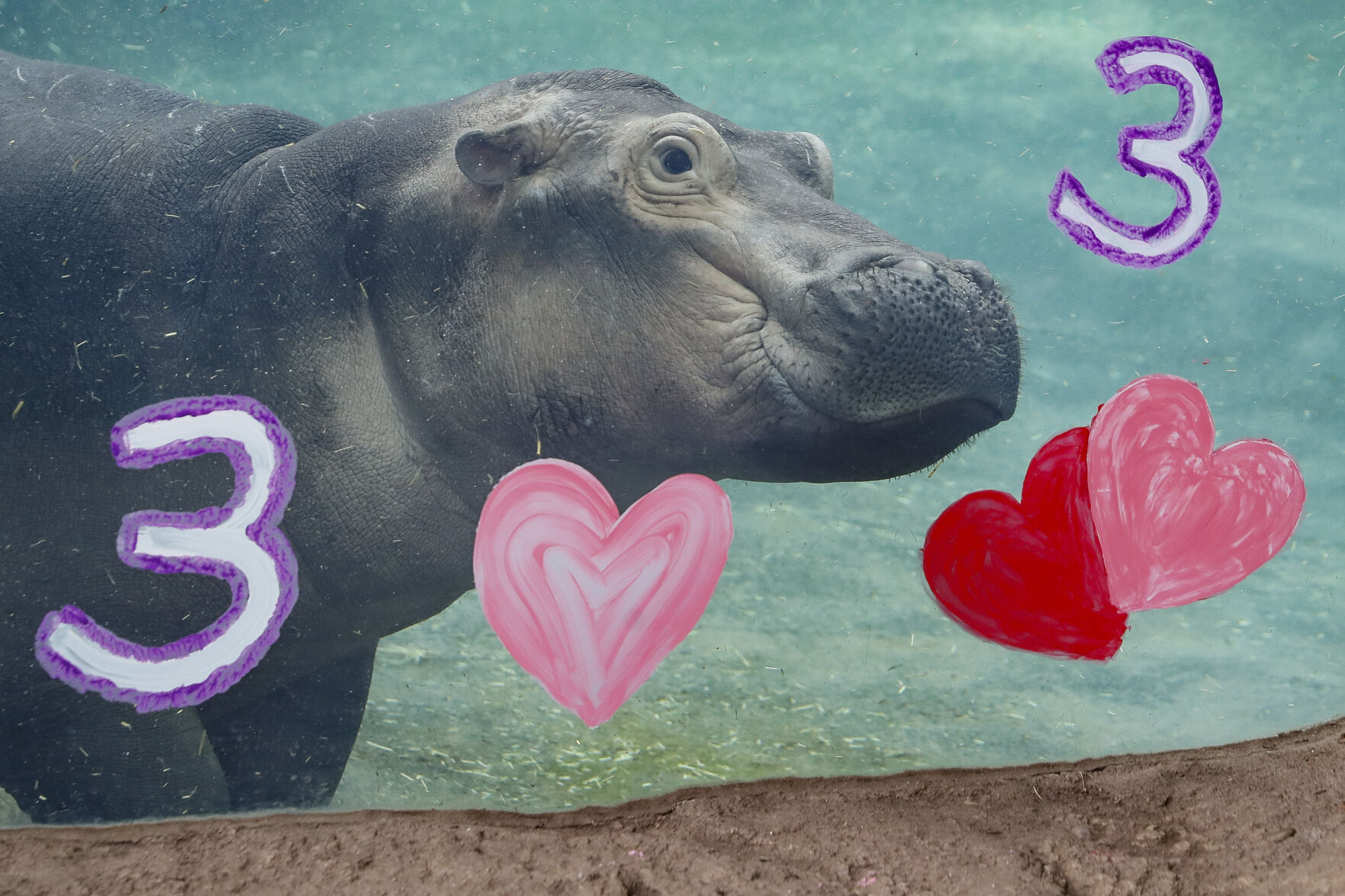 Hippo Birthday